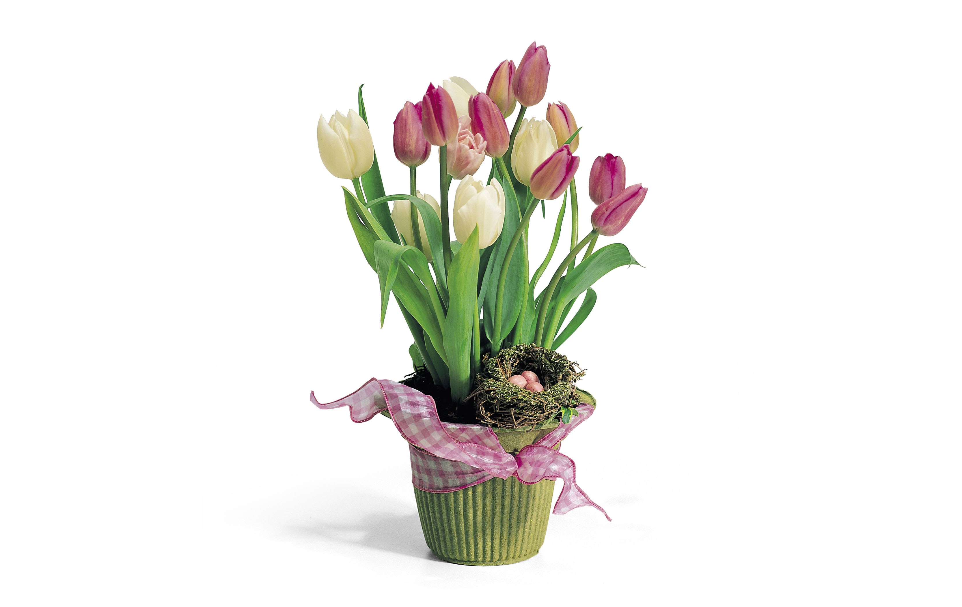 Valentine Tulips