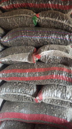 Maca negra entera