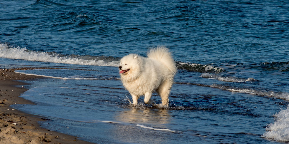 Weißer Hund am Hundestrand Timmendorfer Strand