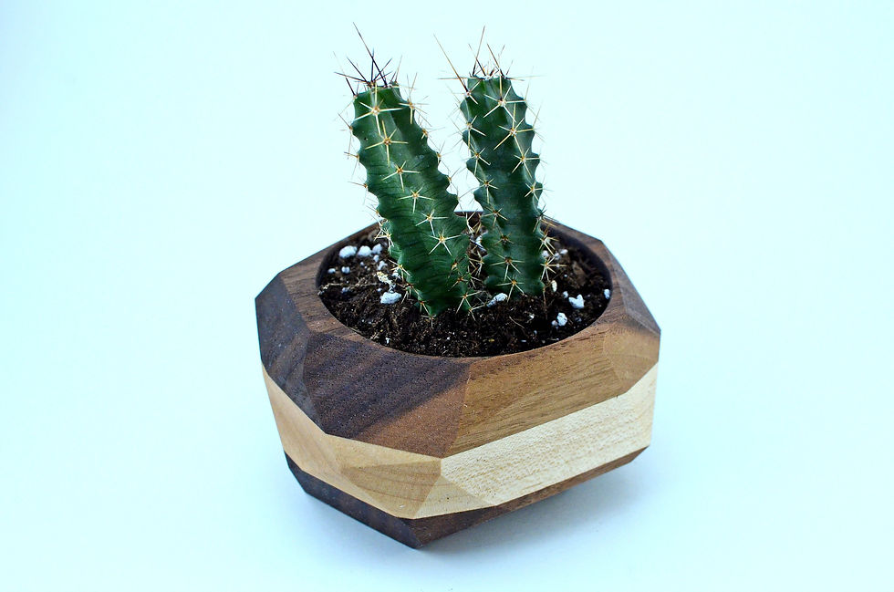 Thumbnail: Geometric Cactus & Succulent Planter
