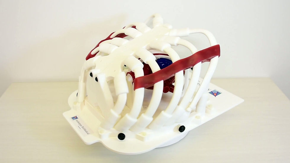 Thumbnail: Ribcage CarmoSIM™ ADVANCED Surgery Trainer