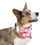 Thumbnail: Party - Flamingo Pet Bandana Collar