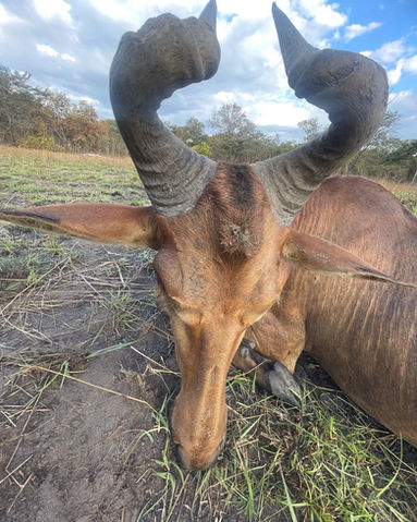 Lichtenstein’s Hartebeest