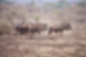 Safari Njema Homepage Hunting Safaris Image.png