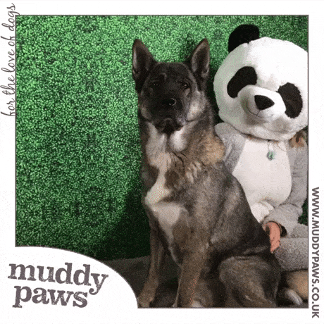 Muddy Paws GIFglide booth photo Cheshire