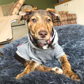 Meet ROC the Dogs Rescue