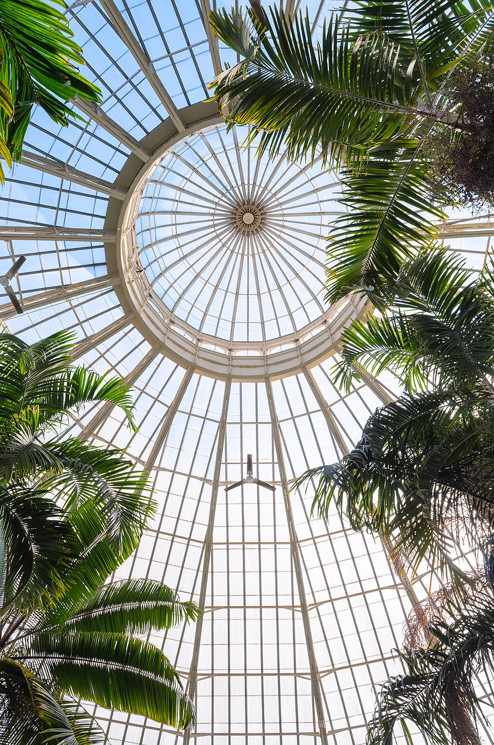 Inside the Buffalo Botanical Gardens Looking up to the glass dome with greenery from the trees.