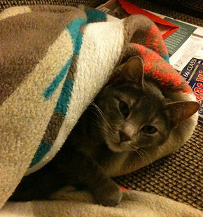 Hey Cat (2004-2025)