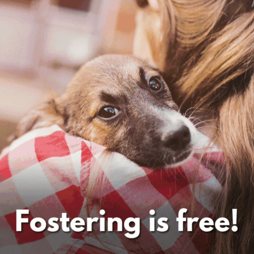 Fostering is free!.gif