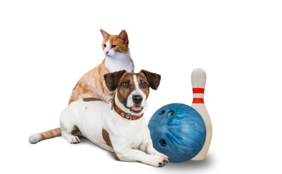 Pins for Pets graphic.png