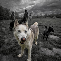 Hundeplatz