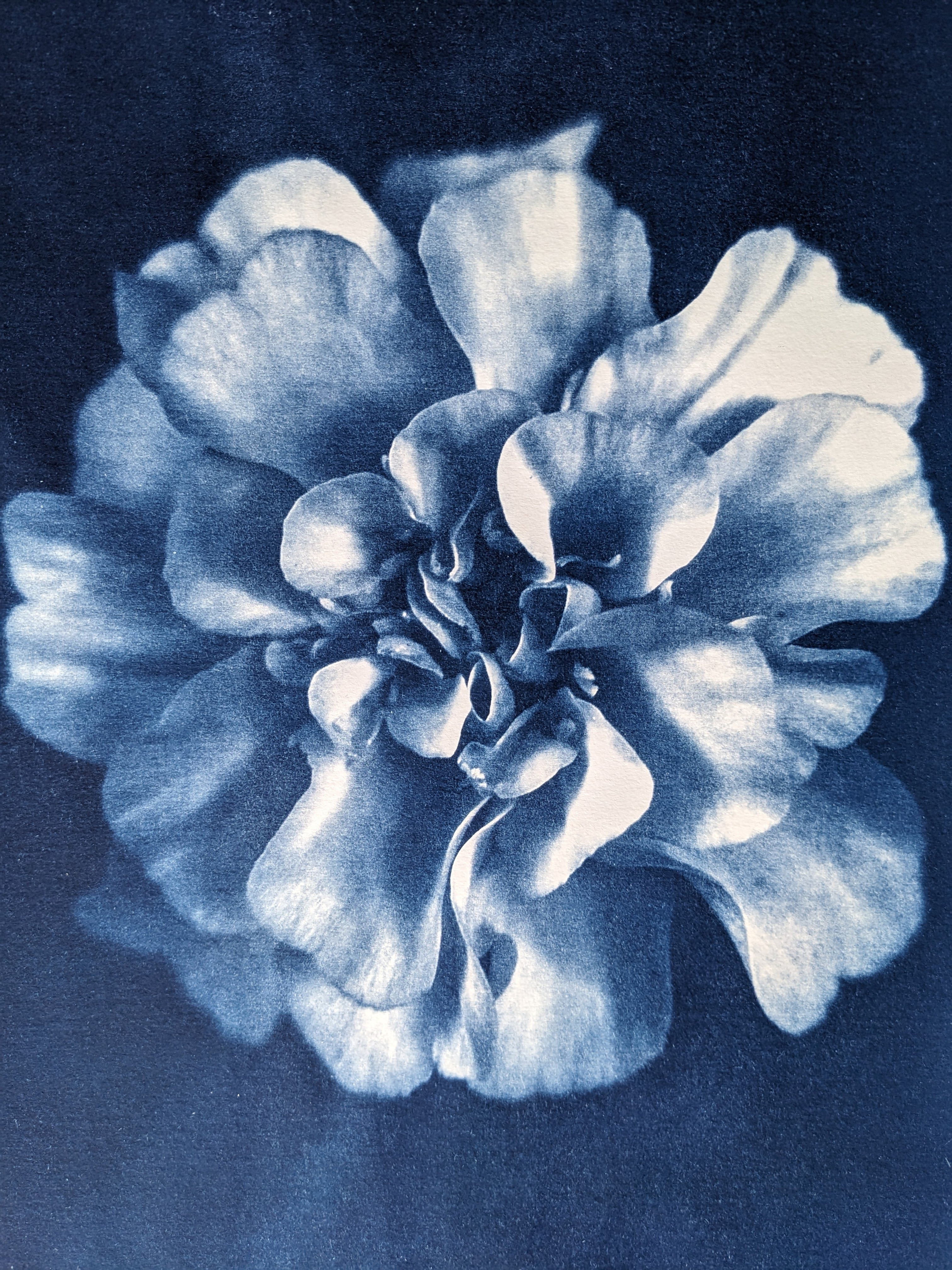 Rose Bloom