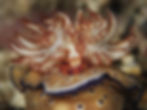 _CSC0453