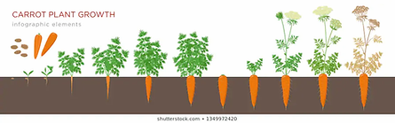 carrots.webp