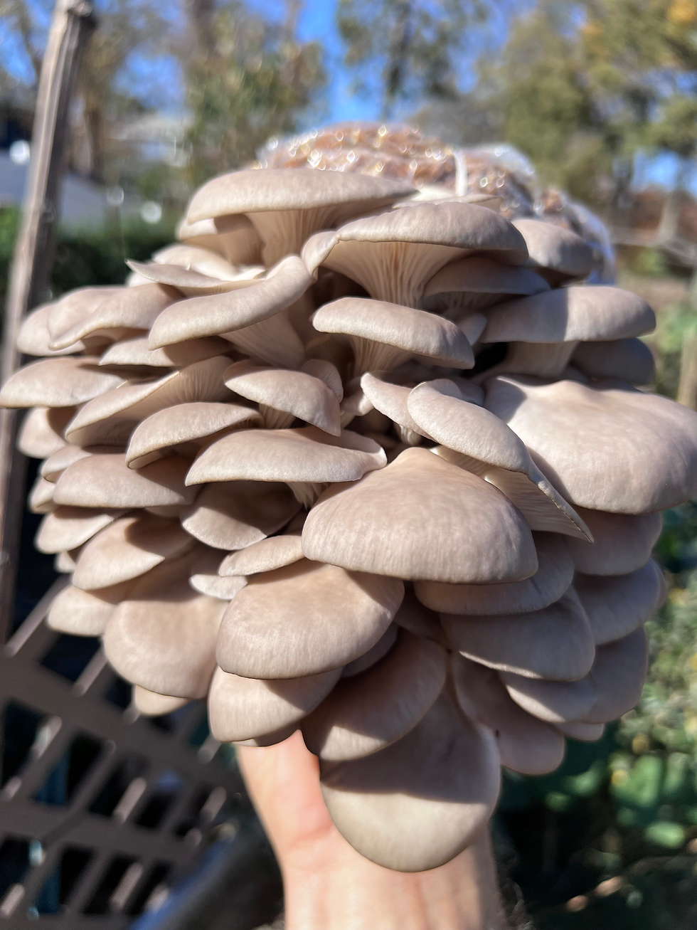 Thumbnail: Oyster Mushroom Spawn Bag