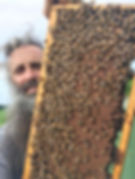 Thumbnail: deep brood frame of honeybees colony broodnest