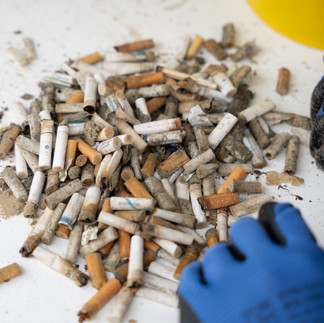 Voluntária faz contagem de bituca de cigarro retiradas da praia 