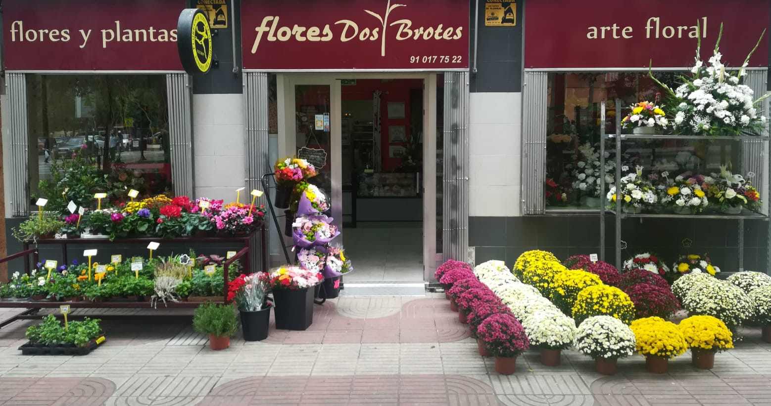 Floristeria Dos Brotes Floristeria Dos Brotes