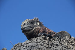 Marine Iguana