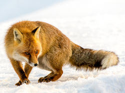 Mountain Fox