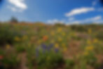 Grand Mesa