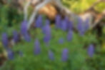 Lupin