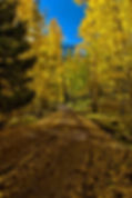Near Ridgeway, CO
