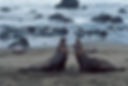 Sea Lions