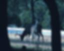 Whitetail Deer