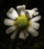 Life on a Daisy | Color Photography | USA