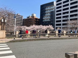 大岡川沿いでお花見_いろどり西横浜