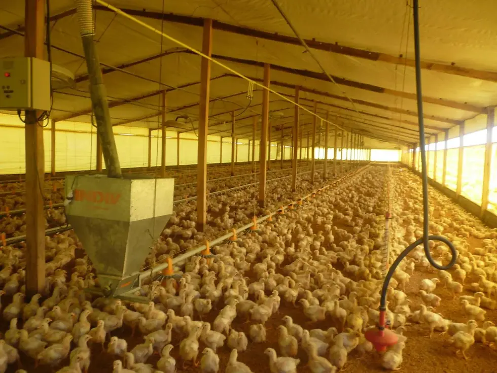 Miniatura: San Andrés de Giles - Granja Avicola.