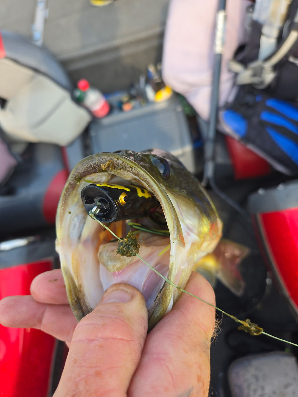 Thumbnail: Defense Bait and Tackle Popping Frog- Black/Yellow