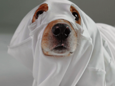 No Tricks, Just Treats