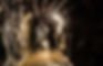 F70B6545 copy.jpg