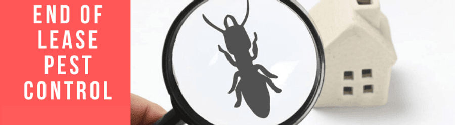 end of lease pest control