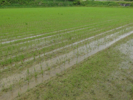 2022/06/02田んぼの除草
