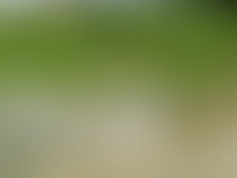 2022/06/16手で草をとってみた。