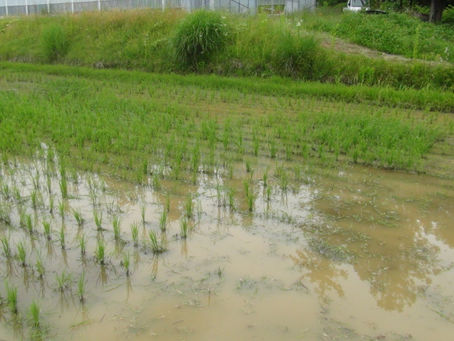 2022/06/16手で草をとってみた。