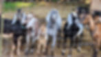 Girl goats_edited.jpg