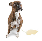 Carpet_cleaning_Gold_Coast_pet_stain_tre