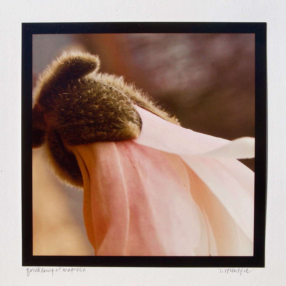 Thumbnail: FLORA COLLECTION