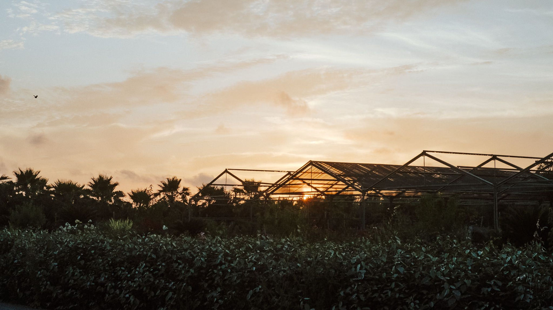 Ros' e Mari Farm Sardinia greenhouse wedding 