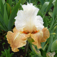 Oriental Alabaster