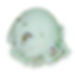 Pistachio Nut