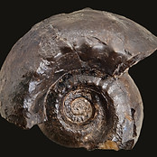 Gastrioceras Fossil