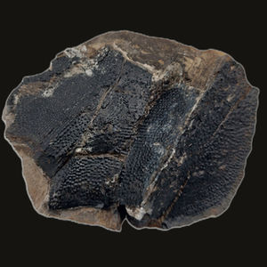 Asterolepis - Dermal Plates