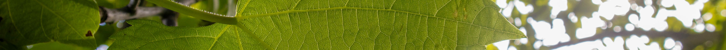 Close Up of Leaf