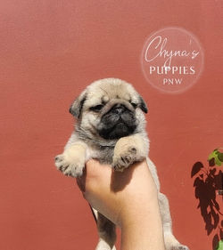 Teddy Von Of C.P.PNW