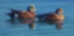 "American Wigeons"
